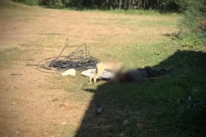 corpo-de-homem-e-encontrado-na-zona-rural-de-custodia