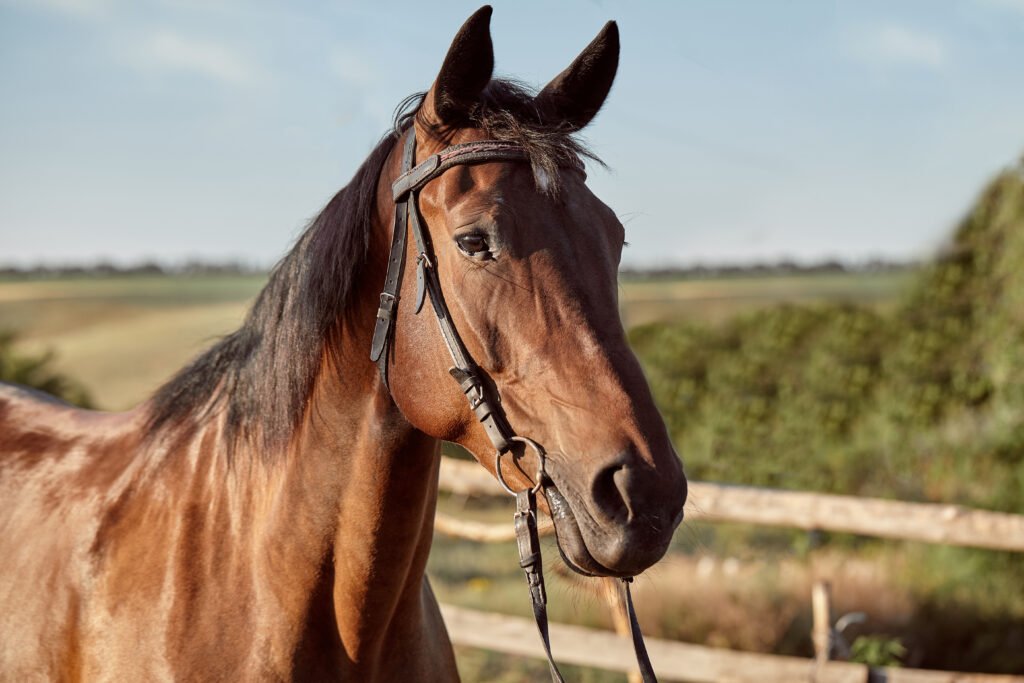 advogada-denuncia-roubo-de-cavalo-em-st-e-lamenta-descaso-da-pm