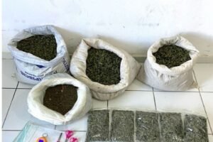 policia-descobre-roca-de-maconha-com-quase-13-toneladas-do-entorpecente-em-betania