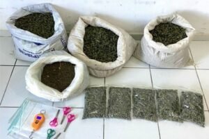 pm-encontra-fazenda-com-12.800-kg-de-maconha-em-betania