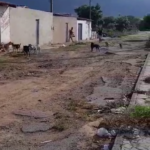 comerciante-denuncia-invasao-de-caes-e-carrapatos-em-bairro-de-serra-talhada
