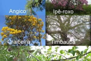 em-defesa-da-arborizacao-urbana-com-arvores-nativas 