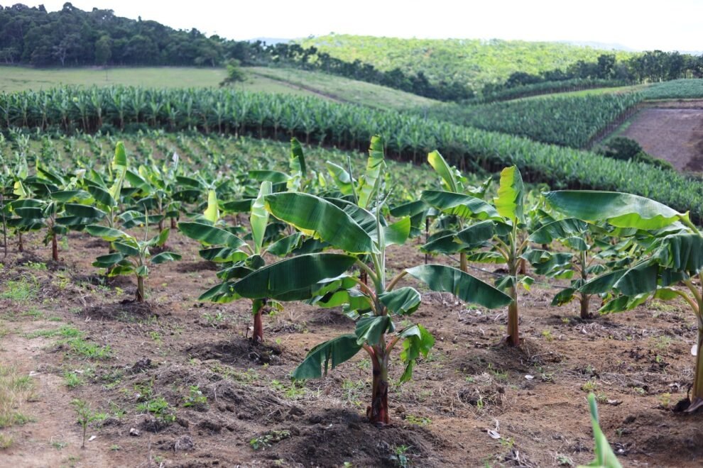 gravata-intensifica-apoio-tecnico-a-produtores-de-banana-comprida-com-visitas-e-analise-de-solo