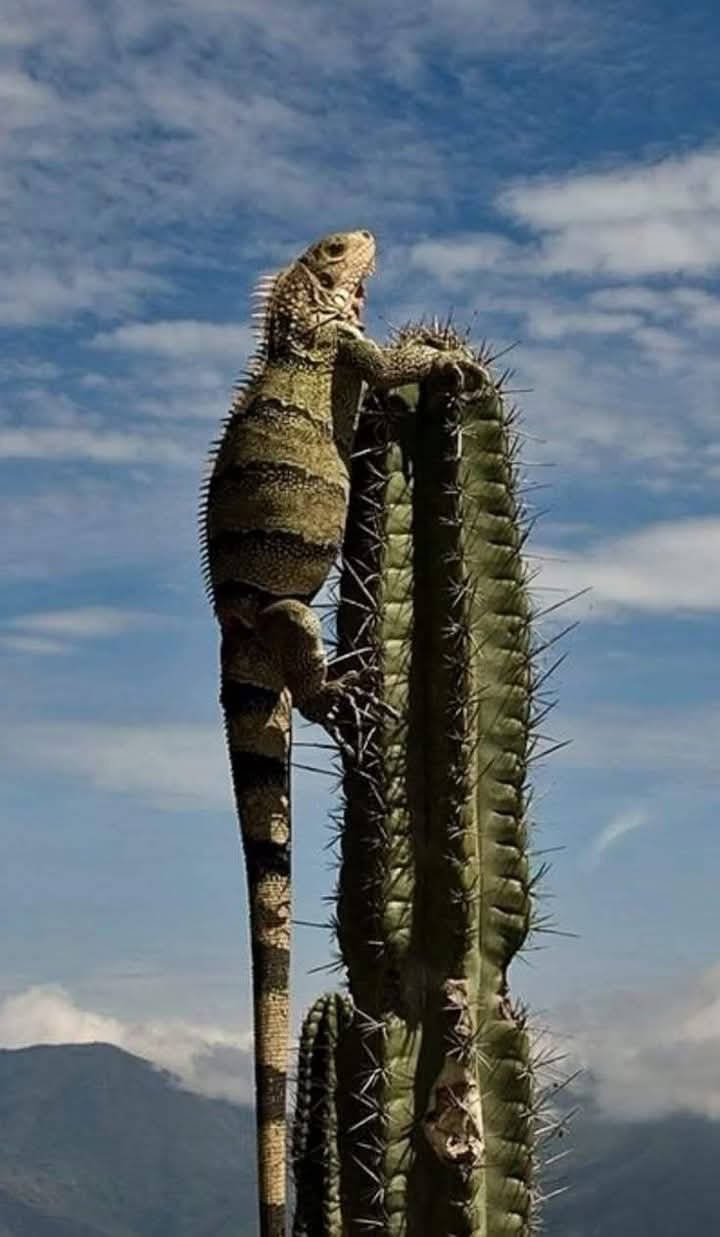 o-flagrante-da-luta-pela-sobrevivencia-durante-ataque-em-serra-talhada