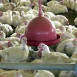 china,-ue-e-argentina-suspendem-compras-de-carne-de-frango-do-brasil