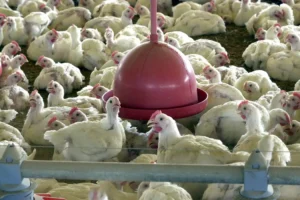 china,-ue-e-argentina-suspendem-compras-de-carne-de-frango-do-brasil
