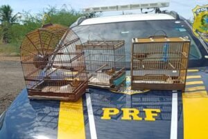 prf-apreende-motos-adulteradas-e-resgata-aves-silvestres-em-serra-talhada-e-petrolandia