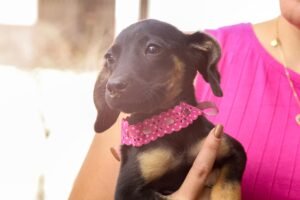 prefeitura-de-garanhuns-promove-campanha-de-adocao-de-caes-e-gatos-na-proxima-terca-feira