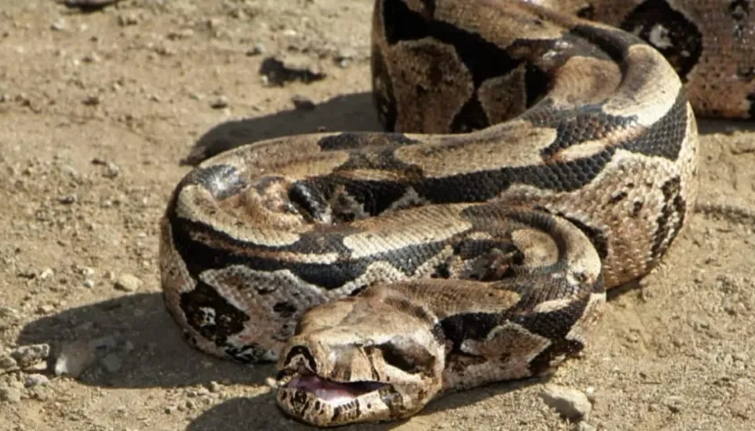 gcm-de-tabira-e-chamada-para-recolher-jiboia-que-predava-aves-em-comunidade