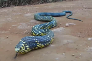 serra-talhadense-e-surpreendido-por-serpente-dentro-de-ubs-e-faz-alerta