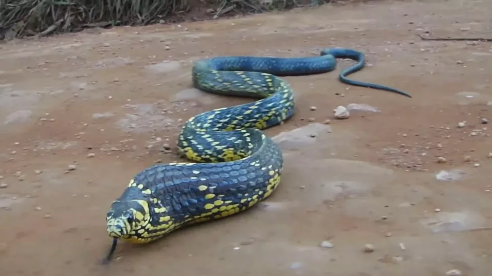 serra-talhadense-e-surpreendido-por-serpente-dentro-de-ubs-e-faz-alerta