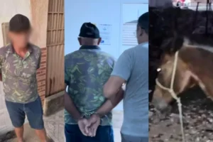 idoso-de-64-anos-e-preso-em-flagrante-por-suspeita-de-praticar-ato-sexual-com-egua-em-patos-pb