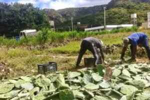 prefeitura-de-quixaba-conquista-carga-de-palma-forrageira-para-criadores-rurais