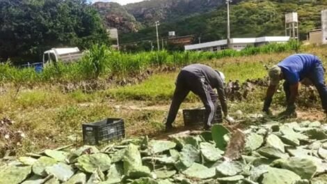 prefeitura-de-quixaba-conquista-carga-de-palma-forrageira-para-criadores-rurais