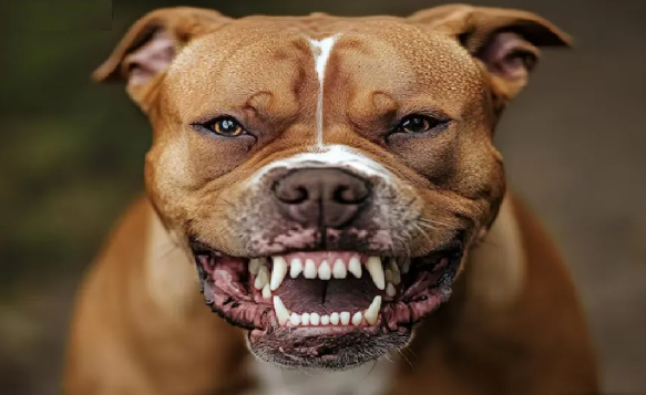 pit-bull-ataca-e-mata-bebe-de-10-meses-em-goiania