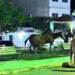 animais-de-grande-porte-continuam-circulando-livremente-pelas-ruas-de-carnaiba