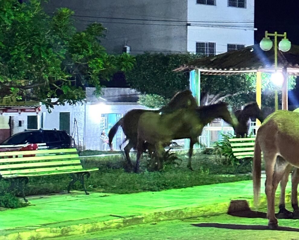 animais-de-grande-porte-continuam-circulando-livremente-pelas-ruas-de-carnaiba