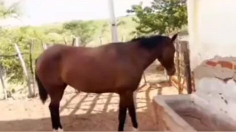 egua-desparece-de-carnaiba