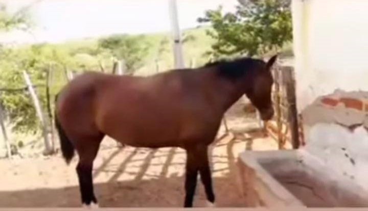 egua-desparece-de-carnaiba