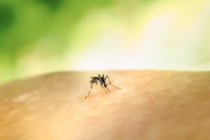 boletim-aponta-queda-de-68%-nos-casos-notificados-de-dengue-em-pernambuco-em-2025