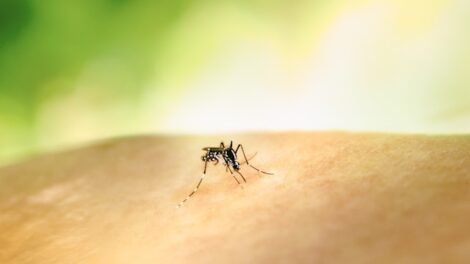 boletim-aponta-queda-de-68%-nos-casos-notificados-de-dengue-em-pernambuco-em-2025