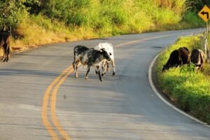 mppe-cobra-leis-municipais-para-proibir-animais-de-grande-porte-soltos-no-moxoto
