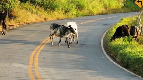 mppe-cobra-leis-municipais-para-proibir-animais-de-grande-porte-soltos-no-moxoto