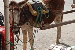 ativista-denuncia-maus-tratos-de-aninal-em-carnaiba