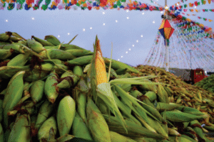 ceasa-pe-inaugura-patio-do-milho-2025-com-expectativa-de-9-milhoes-de-espigas-durante-o-sao-joao