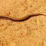 cemafauna-participa-da-construcao-de-novo-plano-para-conservar-herpetofauna-do-nordeste