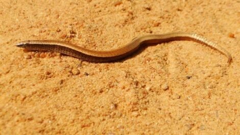 cemafauna-participa-da-construcao-de-novo-plano-para-conservar-herpetofauna-do-nordeste