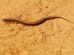 cemafauna-participa-da-construcao-de-novo-plano-para-conservar-herpetofauna-do-nordeste