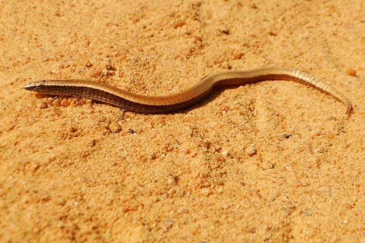 cemafauna-participa-da-construcao-de-novo-plano-para-conservar-herpetofauna-do-nordeste