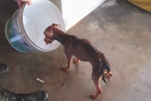 animal-e-resgatado-pela-pm-apos-suspeita-de-maus-tratos-em-triunfo