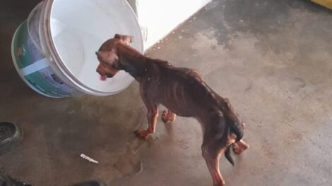 animal-e-resgatado-pela-pm-apos-suspeita-de-maus-tratos-em-triunfo