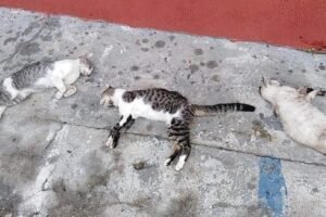 carnaiba:-leitor-denuncia-envenenamento-de-gatos-em-roca-de-dentro
