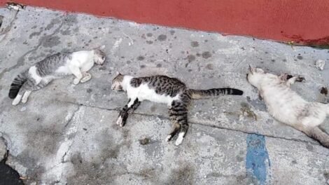 carnaiba:-leitor-denuncia-envenenamento-de-gatos-em-roca-de-dentro