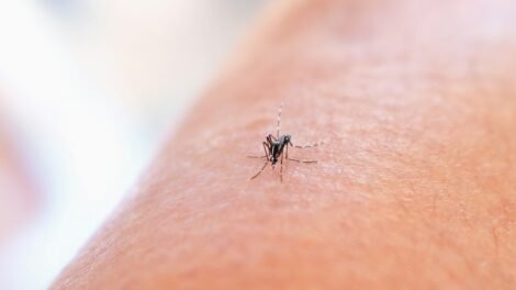 dengue-faz-mais-uma-vitima-fatal-em-pernambuco-e-total-de-mortes-chega-a-quatro-em-2025