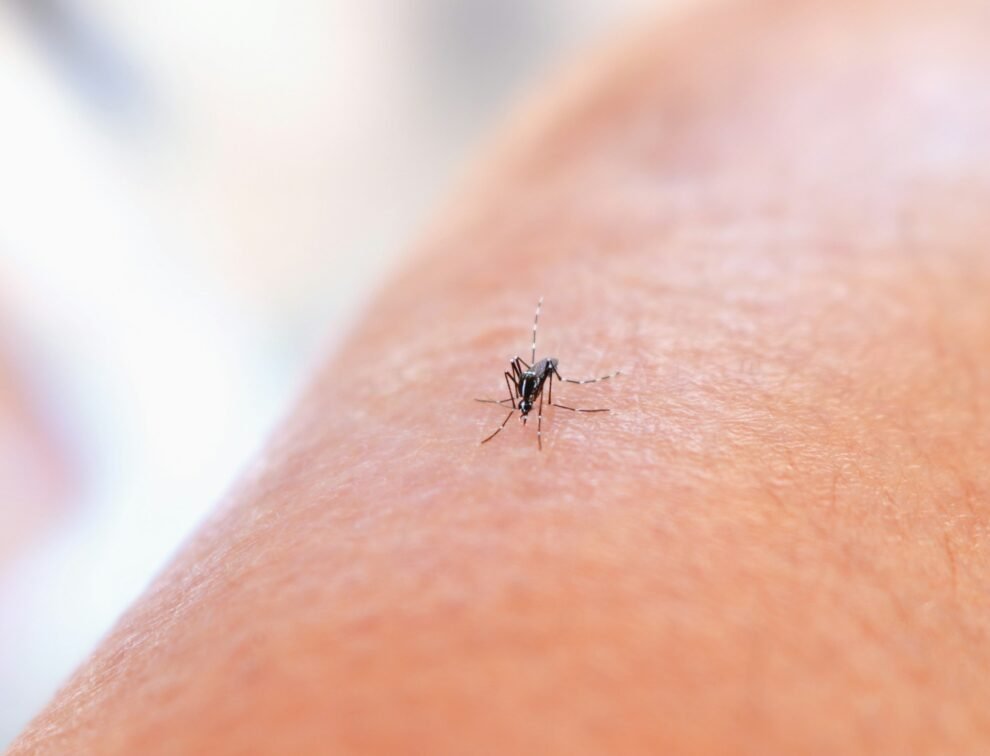 dengue-faz-mais-uma-vitima-fatal-em-pernambuco-e-total-de-mortes-chega-a-quatro-em-2025