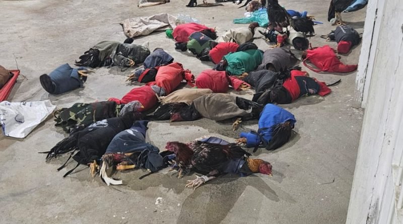 pm-interrompe-rinha-de-galos-e-resgata-35-animais-na-zona-rural-de-princesa-isabel