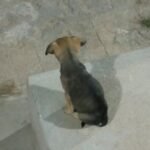 leitor-denuncia-abandono-de-caes-em-ruas-de-carnaiba