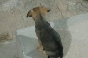leitor-denuncia-abandono-de-caes-em-ruas-de-carnaiba