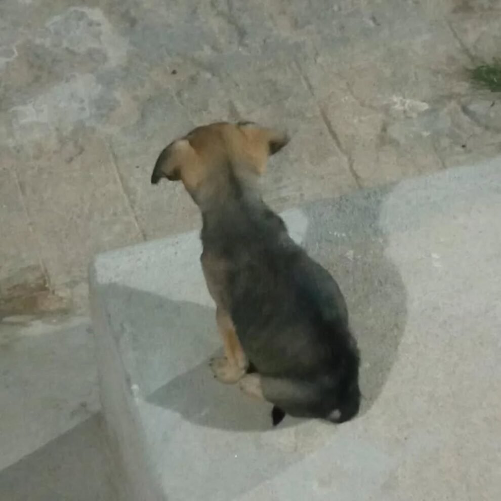 leitor-denuncia-abandono-de-caes-em-ruas-de-carnaiba