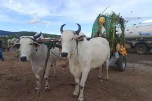 festival-de-carros-de-boi-reune-vaqueiros-e-familias-em-grande-celebracao-cultural-em-flores