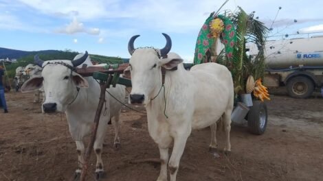 festival-de-carros-de-boi-reune-vaqueiros-e-familias-em-grande-celebracao-cultural-em-flores