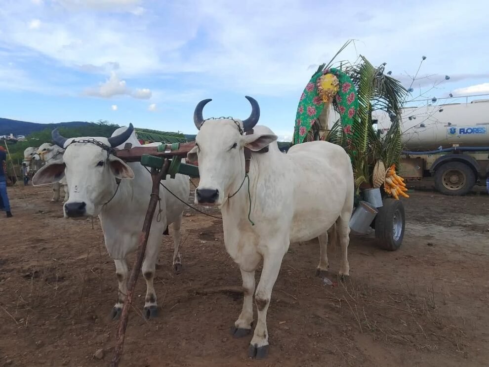 festival-de-carros-de-boi-reune-vaqueiros-e-familias-em-grande-celebracao-cultural-em-flores