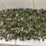policia-estoura-ponto-de-drogas-com-mais-de-mil-porcoes-de-maconha-em-agua-fria