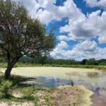 banco-do-nordeste-lanca-edital-para-estimular-recuperacao-e-preservacao-da-caatinga