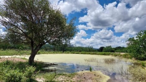 banco-do-nordeste-lanca-edital-para-estimular-recuperacao-e-preservacao-da-caatinga
