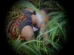 adolescente-sequestrado-em-pesqueira-e-encontrado-morto-na-zona-rural-de-pedra-pe